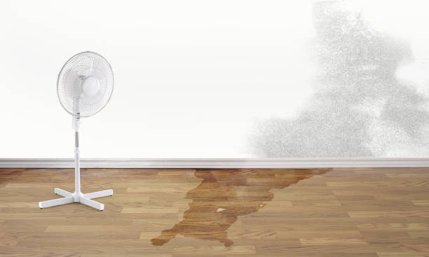 Best Basement water damage restoration  in Mcchord Af, WA
